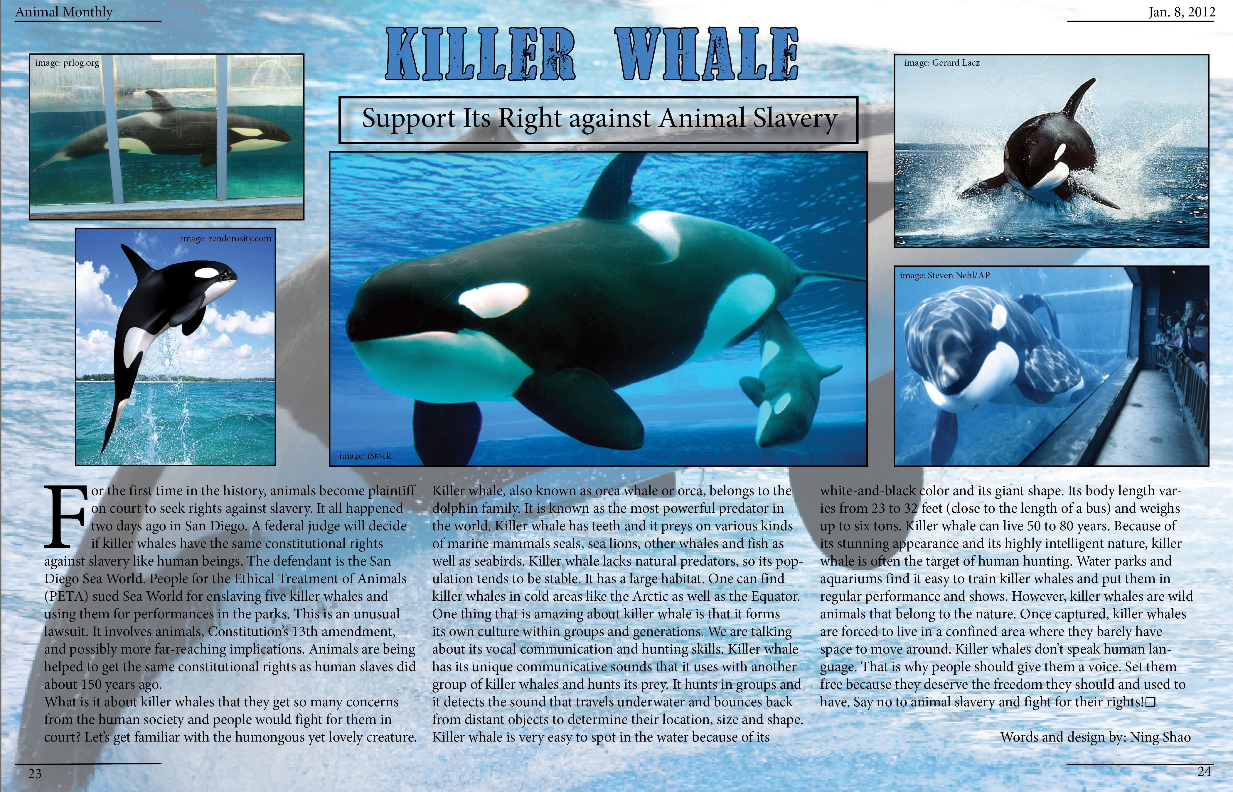 Killer Whale Ning Shao Multimedia Journalism